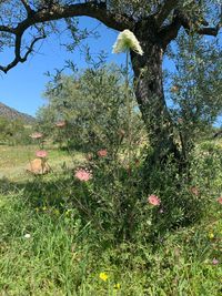 Vegetation am Baum